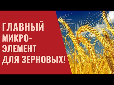 Видео: Дефицит Марганца у Пшеницы, Ячменя и Овса. Влияние марганца на урожай зерновых. Микроудобрения