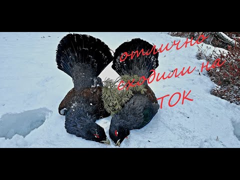Видео: Охота на глухаря #Глухарь весной #Ток #солонец