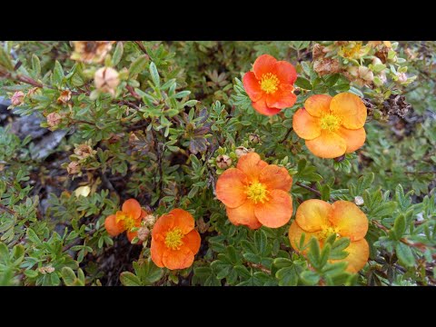 Видео: Тангерине Лапчатка, осень 2024