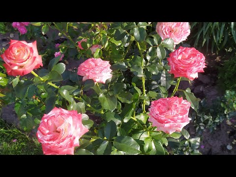 Видео: Чем подкормить розы, чтобы получить обильноцветущие и здоровые кусты