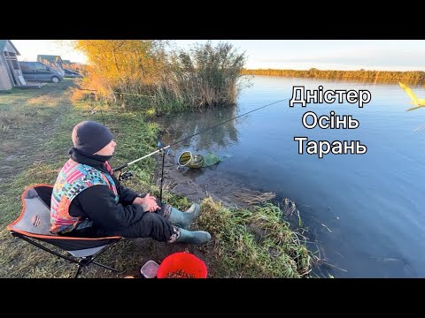 Видео: Ловля тарані на фідер #осіннійхідтаранi #хідтаранi #тарань #тараньнадністрі #рибалка #рибалка