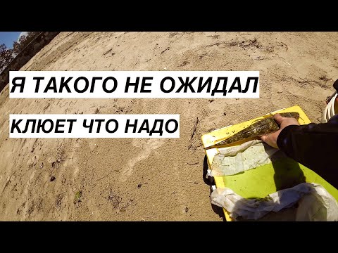 Видео: БЕШЕННЫЙ КЛЕВ НА ПОДПОРЧЕННОГО ЧЕРВЯ.