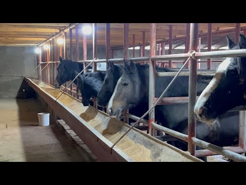 Видео: Бордакы жылкылар 🐎 откор лошадей