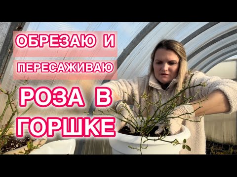 Видео: ВЫРАЩИВАЮ РОЗЫ В ГОРШКАХ. ВЕСЕННИЙ УХОД ЗА НИМИ. ОБРЕЗКА, ПЕРЕСАДКА.