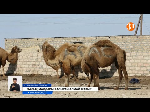 Видео: Жұт жайлап малдары қырылған Маңғыстау халқы төрт түліктерін сатуға шығарып жатыр