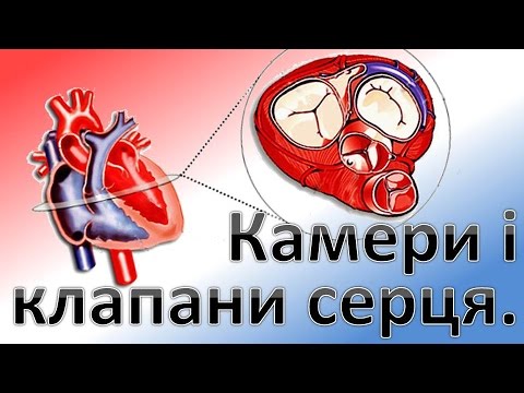 Видео: Камери і клапани серця