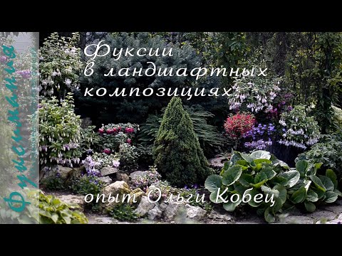 Видео: Фуксии в ландшафтных композициях