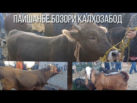 Видео: ПАЙШАНБЕ БОЗОРИ КАЛХОЗАБОД 