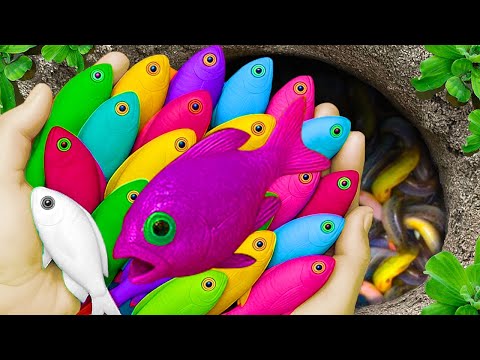 Видео: Невероятный улов: разноцветные аквариумные рыбки в маленьком пруду: рыбки-карандаши, гуппи, детен...