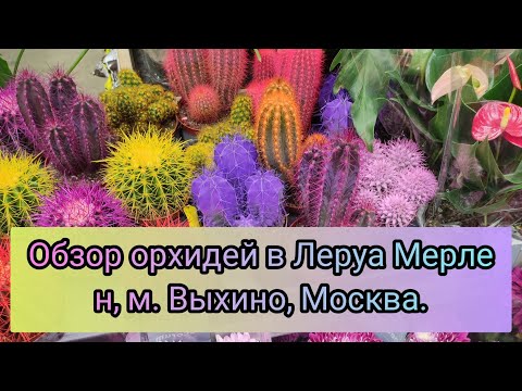 Видео: Шикарный завоз орхидей в Леруа Мерлен, м.Выхино#обзор#цветы#орхидеи#original#красота