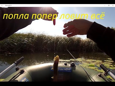Видео: ЩУКА ОКУНЬ ГОЛАВЛЬ КРАСНОПЕРКА НА ПОПЛА ПОПЕР