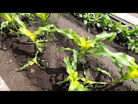 Видео: В этом сезоне пасынки у кукурузы удаляю