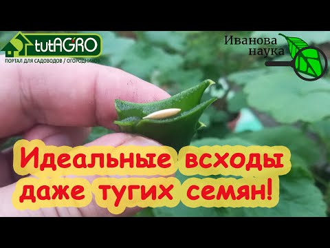 Видео: ДАЖЕ ТУГИЕ СЕМЕНА ПЕРЦА ПРОРАСТУТ МОМЕНТОМ! Очень простой способ проращивания семян мокрых и сухих.