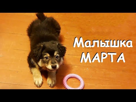 Видео: ЩЕНОК МАРТА. Я НЕ ВИДЕЛ ЭТИ ВИДЕО ЦЕЛЫХ 10 ЛЕТ!
