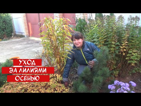 Видео: ОБРЕЗКА ЛИЛИЙ на зиму? Как правильно обрезать? Как замульчировать и подготовить к зиме?