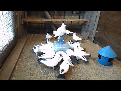 Видео: Монахи 47 рег 31.12.18 г