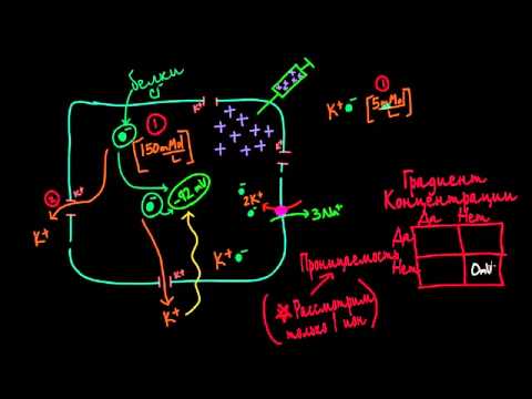 Видео: Мембранные потенциалы - Часть 2
