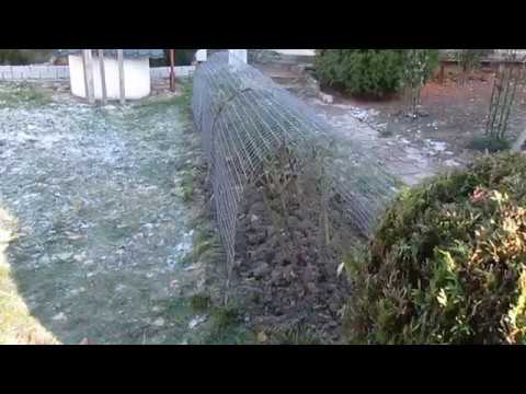 Видео: Розы в ноябре. Самое надёжное Лучшее укрытие.Мой способ. Опрыскивание.Обрезка. Отвечаю на вопросы.