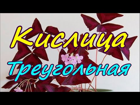 Видео: Кислица треугольная/Oxalis triangularis. Осень2023