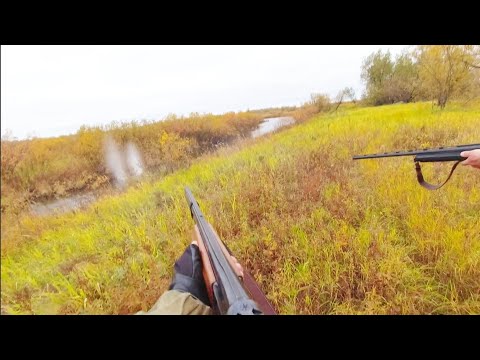 Видео: БАХ!!! БАХ!!! И НЕ МИМО!!! ОХОТА НА УТКУ С ПОДХОДА / ОСЕННЯЯ ОХОТА В РЕСПУБЛИКЕ КОМИ.