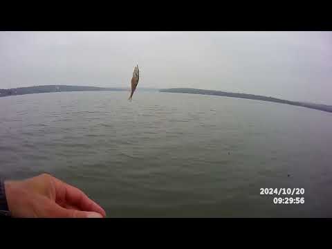 Видео: Fly fishing . Дубоссарское водохранилище. Маловата . Сорок лет спустя ...