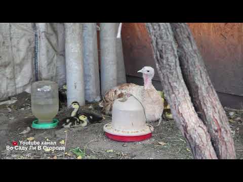 Видео: Кормление С Момента Вылупления. Домашняя Птица.