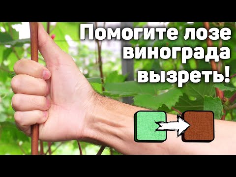 Видео: Помогите лозе винограда вызреть!