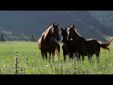 Видео: Алтай. Начало начал - Altai is The Beginning