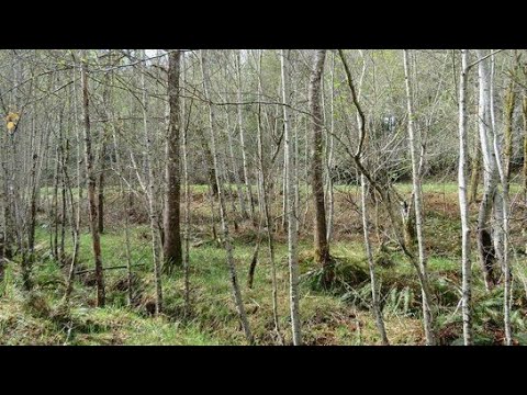 Видео: Земельный участок расчистка от леса часть 2