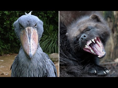 Видео: ▽ Животные способные постоять за себя. Документальный фильм