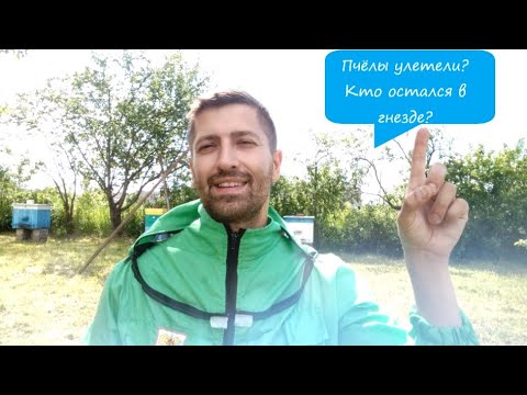 Видео: Что делать с пчёлами в улье после роения?