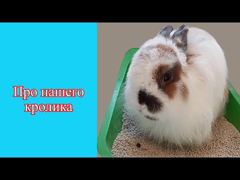 Видео: Зоовлог. Покупки для котиков/ Сушу яблоки для шиншилл и кролика/ Боня и огромная бутылка.