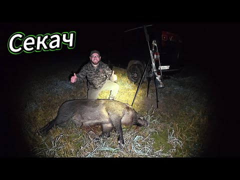 Видео: Охота на Кабана с Подхода 2025 Хороший Секач !
