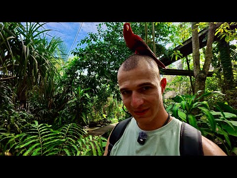 Видео: Паркът с птиците в Бали