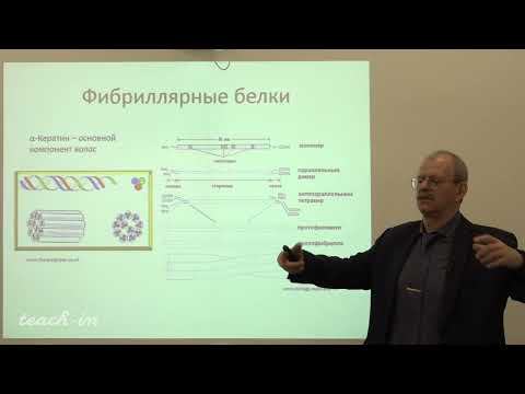 Видео: Гладилин А.К. - Введение в специальность - 20. Фибриллярные белки