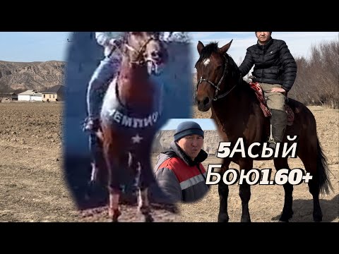 Видео: Шамалды Сай Тендик Айылы  улагы 💯 Ачыдан келген степ машынамды сатып алгам