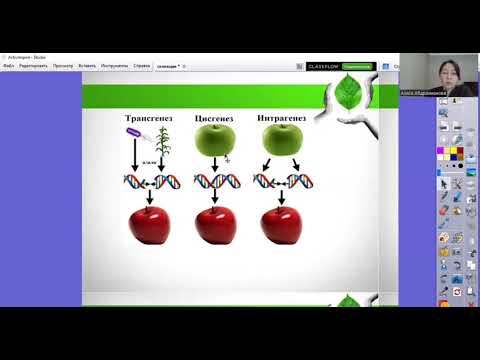 Видео: Селекция. Ауылшаруашылығындағы заманауи технологиялар.