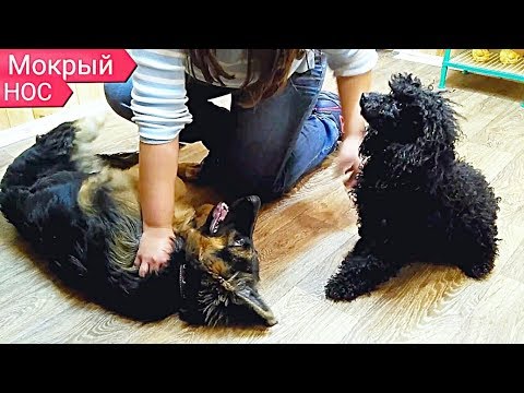 Видео: Доминирование, агрессия - ДРЕССИРОВКА. Щенок овчарки. Покорение Трои.