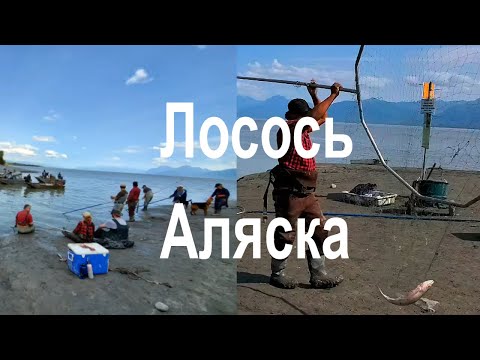 Видео: DIP-NET FISHING. ALASKA. Fish Creek. Лосось рыбалка сачком. Такого вы ещё не видели.