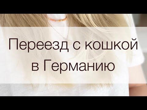 Видео: Перелёт с кошкой в Германию. Как кошка пережила 24 часа в дороге? Какие документы вам понадобятся?