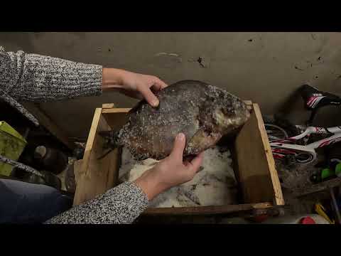 Видео: СУХОЙ ПОСОЛ КРУПНОГО ЛЕЩА. САМЫЙ ВКУСНЫЙ И БЕЗОПАСНЫЙ МЕТОД ПОСОЛА!