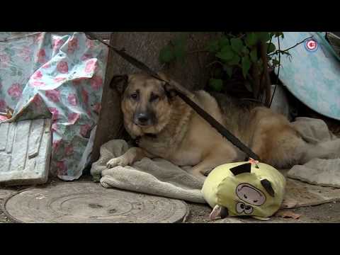 Видео: Что делать, если соседи устроили свалку возле дома?