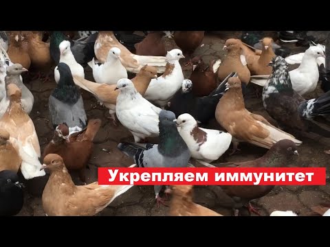 Видео: Чем еще можно укрепить организм голубей во время линьки?