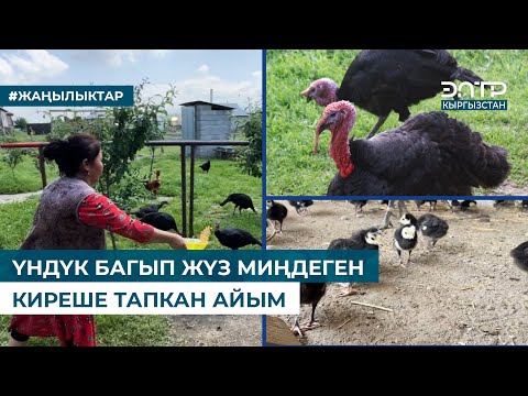 Видео: ҮНДҮК БАГЫП ЖҮЗ МИҢДЕГЕН КИРЕШЕ ТАПКАН АЙЫМ