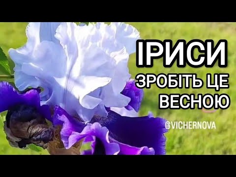 Видео: Іриси (півники) Весняний догляд, обробка, підживлення. Що треба зробити весною? #іриси