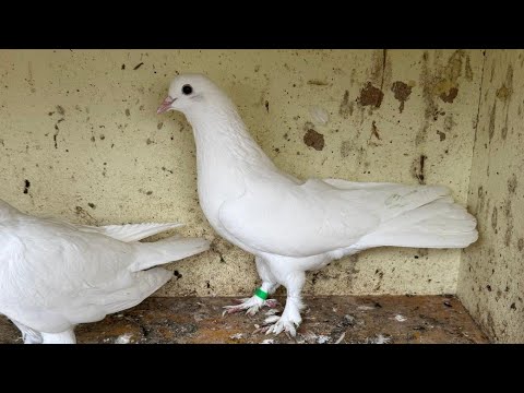 Видео: Бакинские голуби Pigeons الحمام Tauben  merpati کبوتر 鴿子 ハトkaʙūtar güvercinler porumbei 8/11/25