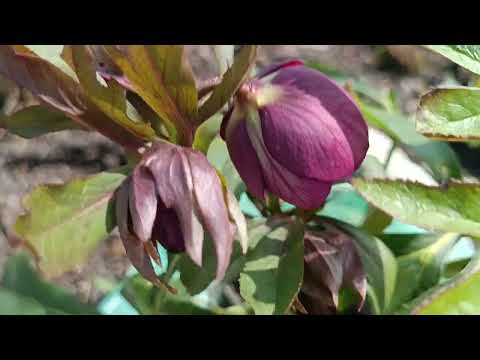 Видео: 🌺ДЕШЕВІ МОРОЗНИКИ,з ДЕКОРАТИВНИМ ЦВІТІННЯМ!🌺