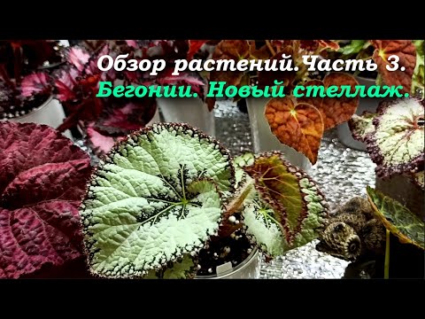 Видео: Обзор растений. Часть 3. Бегонии. Новый стеллаж.