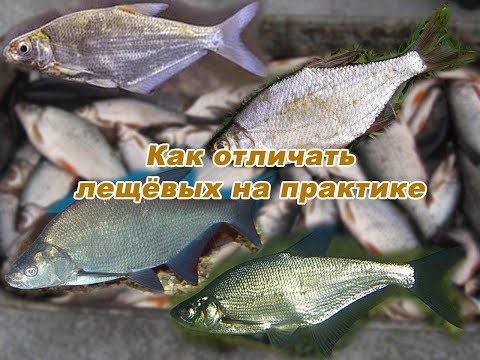 Видео: Как отличить леща, густеру, белоглазку (сопу) и синца на практике
