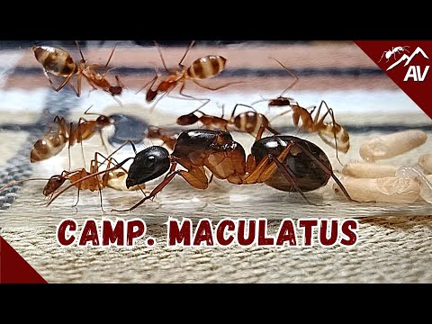 Видео: Первые экзотические муравьи, которых можно получить! Camponotus Maculatus
